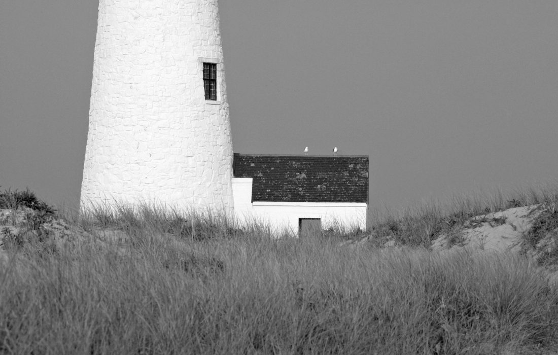 Birds, Great Point Lighthouse, 2008