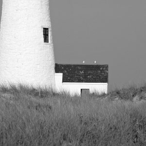 Birds, Great Point Lighthouse, 2008