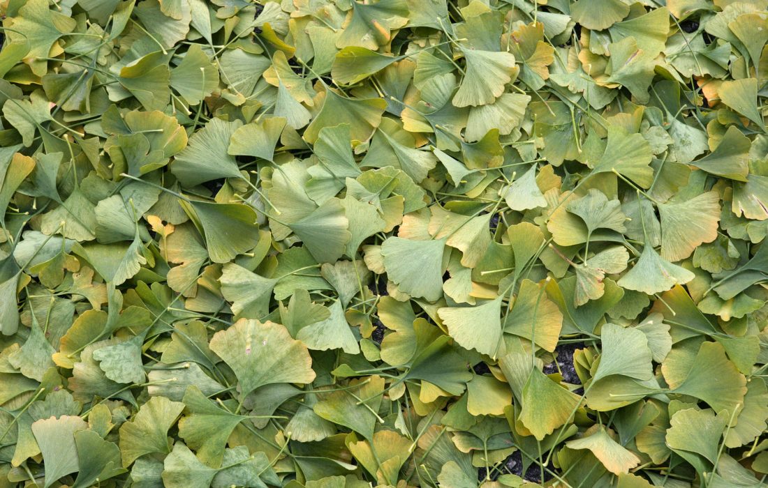 Gingko Leaves, 2007
