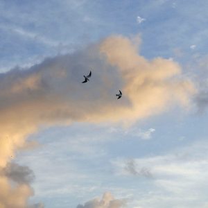 Sunrise, Petit St. Vincent, 2010